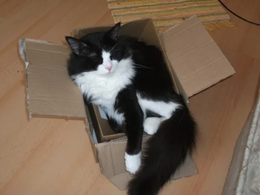 schachtelkatze.webp