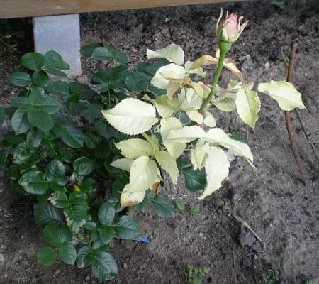 RoseSahara.webp