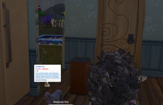 Stinkmorchel2.jpg