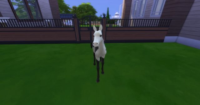1.2. Palomino.jpg