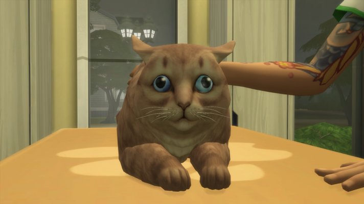 Tierarztkatze.jpg