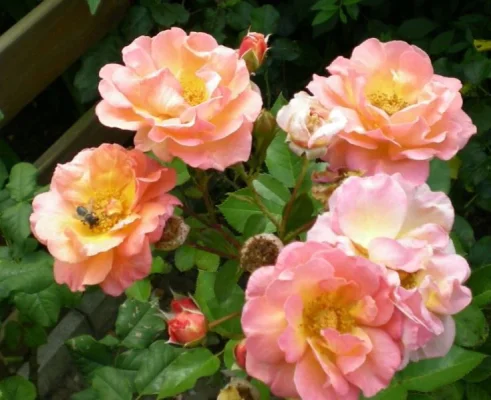 Rosen1.webp