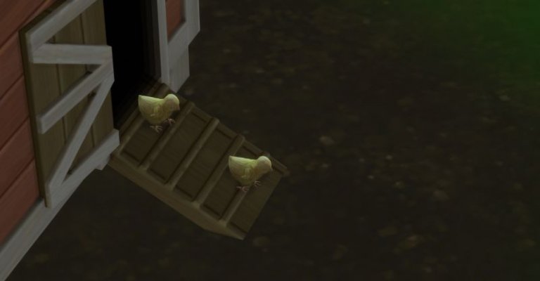 2 geschlüpfte Kücken marschieren aus dem Hühnerstall.jpg 2 geschlüpfte Kücken marschieren aus dem Hühnerstall.jpg