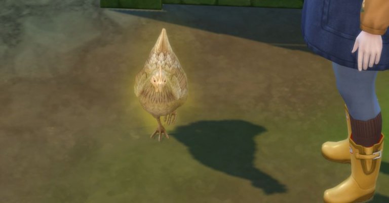 Huhn Bella wurde zum Goldenen Huhn.jpg