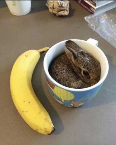 Kaninchen in Tasse.jpg