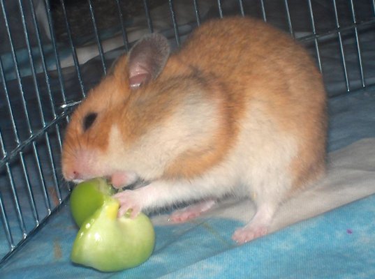 Magig u. Hamster 022.jpg
