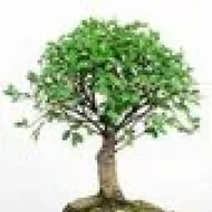 Baum