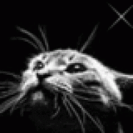 Nightcat