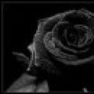 myrose