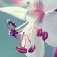 lipsy