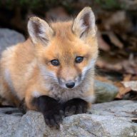 BlackMoonFox