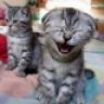 CittyCat