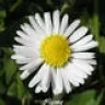 Plume