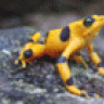 yellow frog