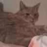 Caari.