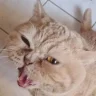 Swoobät