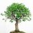 Baum