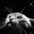 Nightcat