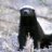 Badger